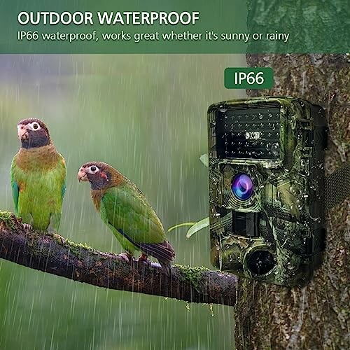 Camouflaged outdoor camera on tree branch with two parrots in rain.